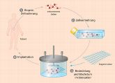 Tissue Engineering: Diese Grafik veranschaulicht, wie Gewebe im Labor gezüchtet wird. Patienteneigene Zellen werden in Kulturgefäßen vermehrt. Auf einer Trägerstruktur finden die Zellen halt. 