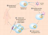So läuft eine Gentherapie ab. In Stammzellen wird mithilfe von Genfähren ein Erbgutabschnitt eingefügt. Dieser soll einen Gendefekt kompensieren helfen.