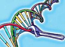 Die Erbsubstanz ist das wichtigste Baumaterial, mit dem die Synthetische Biologie Biosysteme mit neuen Eigenschaften konstruieren will.