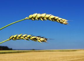 Biologische Ressourcen als Basis für nachhaltiges Wirtschaften  - das ist das Ziel der Bioökonomie.