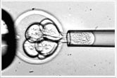 Embryonale Stammzellen werden aus der Blastozyste gewonnen