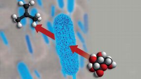 Aus Zuckermolekül wir das gasförmige Isobuten: Schematische Darstellung der Gewinnung von kurzkettigen Kohlenwasserstoffen in Bakterien. 