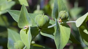 Die Samen des kreuzblättrigen Wolfsmilchgewächses (Euphorbia lathyris) enthalten bis 50% fettes Öl.