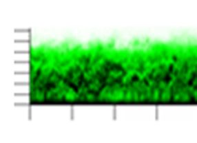 So sieht ein Biofilms des Bakteriums Pseudomonas aeruginosa von der Seite aus gesehen aus. Im Labor wurde der Biofilm mit einem grünen Fluoreszenzfarbstoff sichtbar gemacht. 