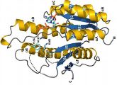 Molekularer Störsender: 3D-Modell eines Proteins, das die Entstehung von Biofilmen unterbinden kann. 