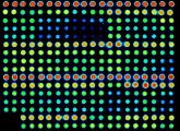 Mittels eines Protein-Mikroarrays kann die Tätigkeit mehrerer Proteine gleichzeitig analysiert werden.