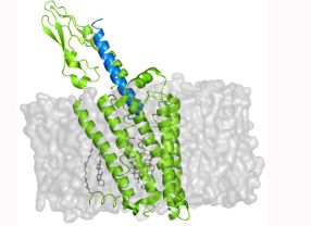 Die Struktur von derartigen Membranproteinen wollen die HALOmem-Forscher aufklären. Weil sich Membranproteine nur schwer kristallisieren lassen, ist ihre Struktur noch weitgehend unerforscht.