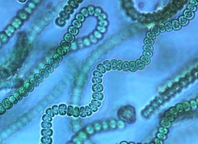 Cyanobakterien betreiben Photosynthese. Das macht sich die Berliner Firma Cyano Biofuels zunutze. Sie hat die Mikroben so umgebaut, dass sie fortan den Biosprit Ethanol in großen Mengen herstellen können.