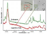 Werden Keime und Sporen mittels Raman-Spektroskopie untersucht, so zeigen sich in ihrem Spektrogramm charakteristische Unterschiede.