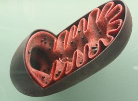 Mitochondrien sind über eine eigene Membran vom Rest der Zelle getrennt. Werden sie am Ende ihres Lebenszyklus nicht entsorgt, erhöhen sie das Parkinson-Risiko.