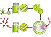 Der Moos-Bioreaktor: In Mooszellen ohne Zellwand wird Fremd-DNA (rot) mit den gewünschten Proteingenen eingeschleust. Die Zellwand wird anschließend wieder aufgebaut und die Moospflanzen nach einer abschließenden Selektion kultiviert.