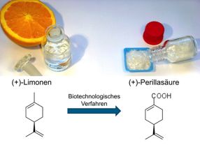 In einem natürlichen Bioprozess wandeln Bakterien Limonen in Perillasäure um.