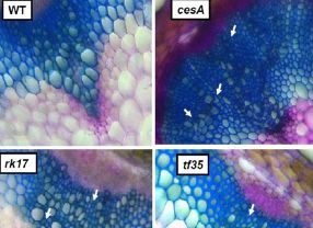 Diese Stängelquerschnitte stammen von Arabidopsis-Pflanzen, in denen einzelne Regulatoren der Zellwand-Synthese verändert sind.