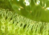 Der Wasserfarn Salvinia ist mit seinen an Schneebesen erinnernden Härchen auf den Schwimmblättern in der Lage über lange Zeit eine Luftschicht unter Wasser an seiner Oberfläche zu halten.