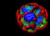 Menschliche Lungenepithelzellen lassen sich in einem besonderen Gel auch in dreidmensionalen Strukturen züchten. (Zellkerne = blau, Actinzytoskelett = rot, Laminin = grün)