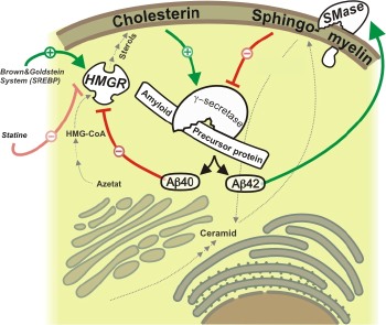 Ein geschlossener Regelkreis: Amyloid-ß-Proteine steuern die Produktion der Fettsorten Cholesterin und Sphingomyelin, die wiederum die Herstellung der Amyloid-Proteine kontrollieren. 