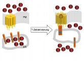 Bei der T-Zellaktivierung in der Immunabwehrreaktion wird Calcium (rot) aus den intrazellulären Calciumspeichern freigesetzt. Über spezielle Ionenkanäle (orange) gelangt das Calcium in die T-Zelle und schaltet dort u.a. die Gene der Immunabwehr an.