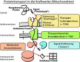 Der Transport eines Eiweißes aus der Zellflüssigkeit in das Mitochondrium geht nicht von alleine. Eine Menge Helfereiweiße sind daran beteiligt.