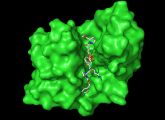 Das große grüne Molekül ist die Protease Astacin. In der Mitte befindet sich ein Protein, das gerade zerschnitten wird.