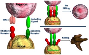 Die Aktivität von Natürlichen Killerzellen wird durch eine feine Balance von aktivierenden und hemmenden Signalen geregelt.