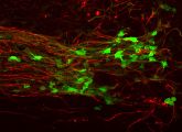 Läsionierte Axone im Rückenmark (rot), welche in Richtung transplantierter adulter neuraler Stammzellen (grün) wieder aussprossen.