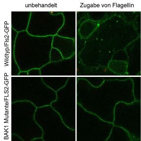 Zusammen wehren sie Feinde ab: Die Sensoren FLS2 und BAK1 sorgen dafür, dass die Pflanze eine Immunabwehr gegen Bakterien einleitet (Bilder oben). Wenn BAK1 ausgeschaltet ist, findet ein solcher Prozess nicht statt (Bilder untern).