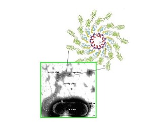 Bei einer Reihe von krankheitsauslösenden Bakterien ist das Eiweiß Flagellin Bestandteil der Schwimmhärchen wie hier bei Pseudomonas syringae. 