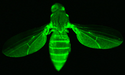 Fluoreszierende Reporter-Proteine erleichtern den Alltag der Genetiker: Ein Blick unter die UV-Lampe bestätigt die erfolgreiche genetische Veränderung der Fliege.