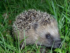 Der Igel dient Forschern der Universität Freiburg als Vorbild: Mit seinen dichten, felxiblen  Stacheln kann er Stöße gut abfedern.