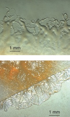 Das obere Bild zeigt das Ausbreitungsmuster von Sorangium cellulosum, unten sind die Fruchtkörper des Bodenbakteriums zu sehen.