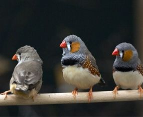 Zebrafinken, bei denen das FOXP2-Gen stumm gestaltet wurde, lernten schlechter singen.