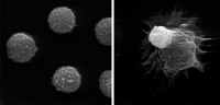 Göttinger Forscher analysierten regulatorische Immunzellen, die entweder aus unbehandelten Ratten (links) bzw. nach Behandlung mit dem Antikörper (rechts) isoliert wurden.