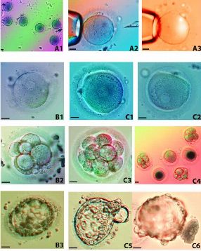 Diese Aufnahmen wurden während des Klonexperimentes gewonnen von Eizellen (obere Reihe) bis zum Embryo (untere Reihe)