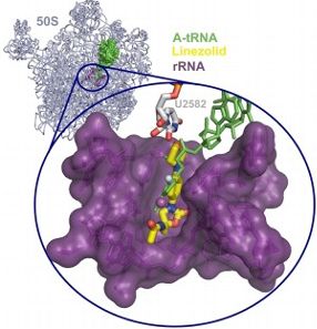 Das Antibiotikum Linezolid (gelb) blockiert die Eiweißproduktion im Ribosom (lila) unerwünschter, krankmachender Bakterien, so dass diese absterben.