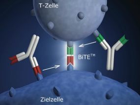 Die Immuntherapie basiert auf Antikörpern mit zwei Greifarmen, die sowohl an die T-Zelle als auch an die Krebszelle binden können.