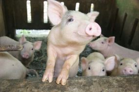 Schweine bieten sich am ehesten als Organspender für Menschen an. Seit Jahren arbeiten Forscher an der Umsetzung solcher Verfahren.