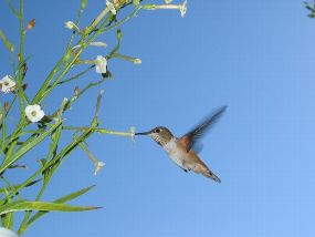 Der Kolibri Selasphorus rufus saugt an einer Blüte des Wilden Tabaks (Nicotiana attenuata).