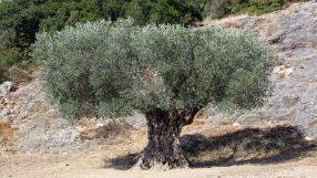 Mit Gerbstoffen aus den Blättern des Olivenbaumes kann auf Schwermetalle wie Chrom zum Gerben von Leder verzichtet werden. Das sogenannte Wet-green-Leder wird bereits in Serienkarossen verbaut.