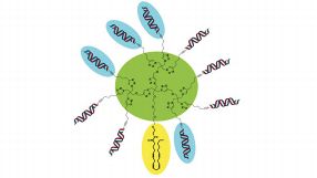 Per Klick-Chemie statten die Münchner Forscher Biomoleküle mit neuartigen Funktionen aus.Solche Hybride sind für diagnostische Anwendungen interessant.