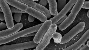 Mit dem Darmbakterium E.coli haben die Jenaer Forscher die Wirksamkeit neuer antimikrobieller Materialien getestet. 