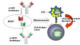 Bei Blinatumomab werden zwei Antikörper zu einem „Adapter“ kombiniert, der ein Binden der T-Zelle an die Krebszelle ermöglicht.