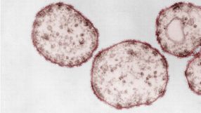 Forscher haben einen neuen Wirkstoff entwickelt, der die Ausbreitung des Masernvirus eindämpfen kann. 