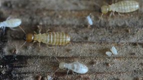 Das Genom der Feuchtholztermite wurde entziffert. Es ermöglicht Einblicke in molekulare Grundlagen der Staatenbildung von Insekten.