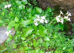 Vom Pflänzchen Arabidopsis pedemontana gibt es nur eine kleine Population. Die Art ist deshalb genetisch verarmt.