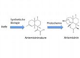 Die neue Route zum Malaria-Wirkstoff Artemisinin führt über das biotechnisch hergestellte Zwischenprodukt Artemisininsäure. 