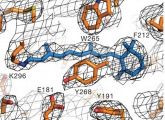 So sehen Strukturbiologen den Sehrezeptor Rhodopsin: Er setzt sich zusammen aus dem lichtaktivierten Sehpigment Retinal (blau), eingebettet im Protein Opsin (orange).