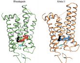 Struktur des nicht-aktiven Rhodopsin (grün/links)) und in seinem aktiven Meta-Zustand (orange/rechts). Die Berliner Forscher haben diesen Übergangszustand erstmals festgehalten.