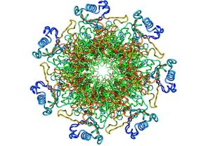 Der Enzymkomplex des Bakteriums "Thermoplasma Acidophilum" ist für das Recycling zuständig. Wie hier im Programm Ballview zu sehen, besteht er aus 55.0000 Atomen.