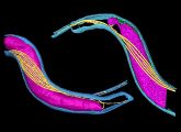 Dreidimensionales Kryo-Elektronen-Tomogramm von Borrelien