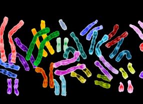 Am 26. Juni 2000 wurde die erste Arbeitsversion des entschlüsselten menschlichen Erbguts präsentiert. Schon bald sollen die Genome von vielen tausend Menschen entziffert werden.